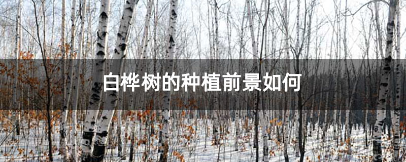 白桦树的种植前景如何