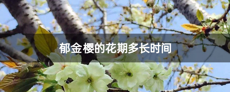 郁金樱的花期多长时间