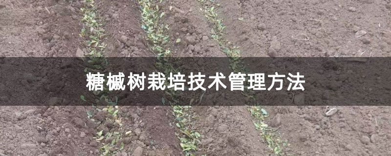 糖槭树栽培技术管理方法