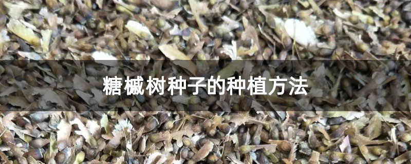 糖槭树种子的种植方法 糖槭树种子的种植方法