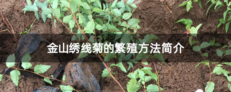 金山绣线菊的繁殖方法简介 金山绣线菊的繁殖方法简介