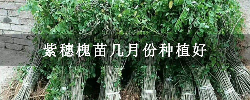 紫穗槐苗几月份种植好