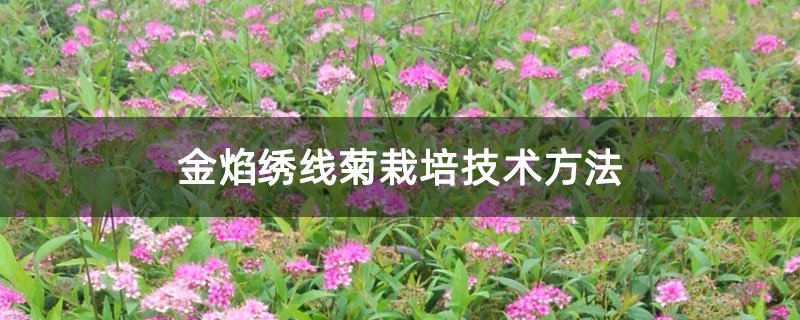 金焰绣线菊栽培技术方法