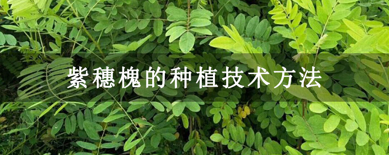 紫穗槐的种植技术方法