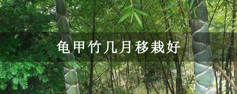 龟甲竹几月移栽好
