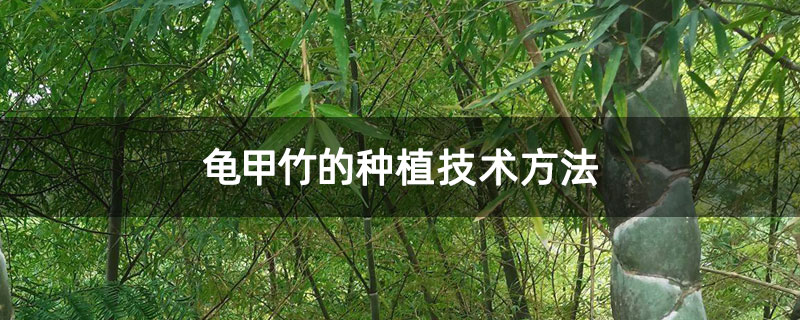 龟甲竹的种植技术方法