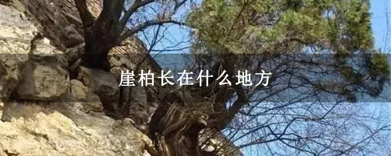 崖柏长在什么地方