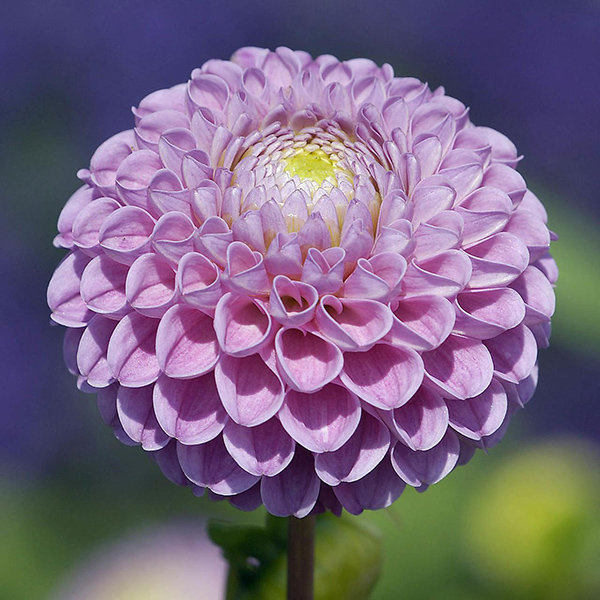 大丽花