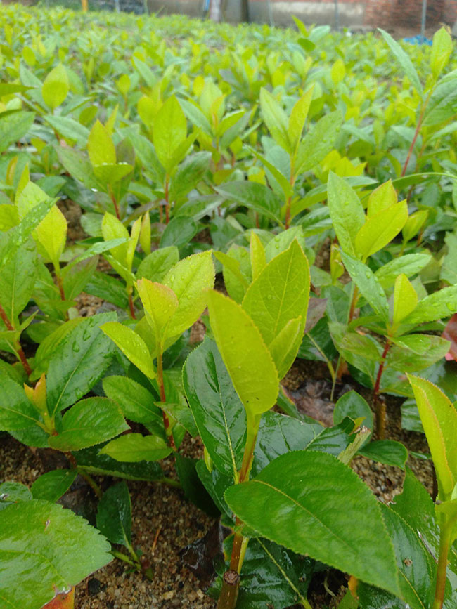 黑果花楸一年苗价格多少钱一棵?黑果花楸树几年结果?