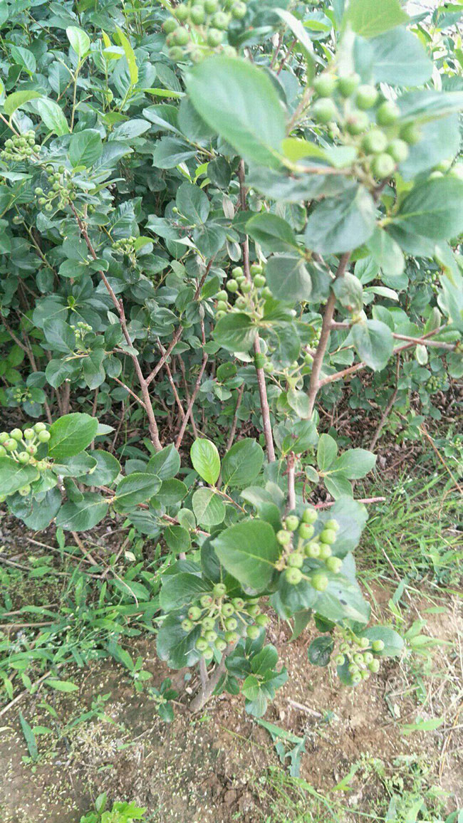 黑果花楸二年苗价格