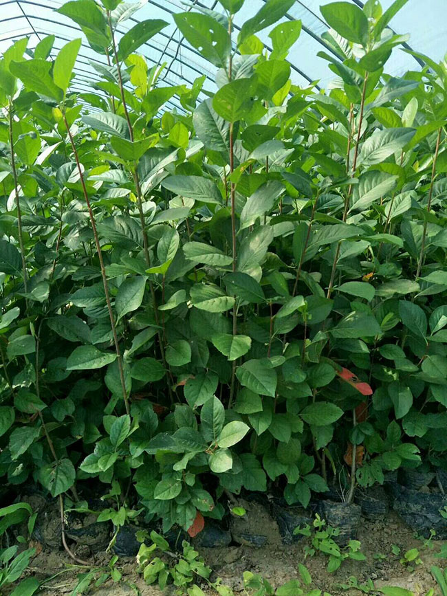 黑果花楸二年苗价格