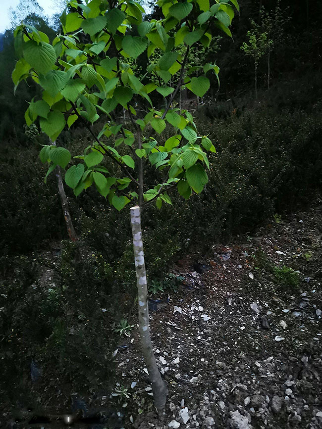 珙桐树苗价格行情，2019年最新珙桐苗基地批发报价