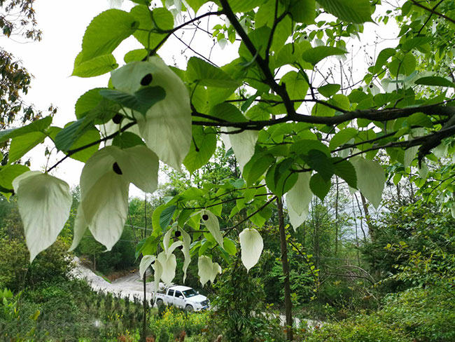 珙桐树苗价格行情，2019年最新珙桐苗基地批发报价