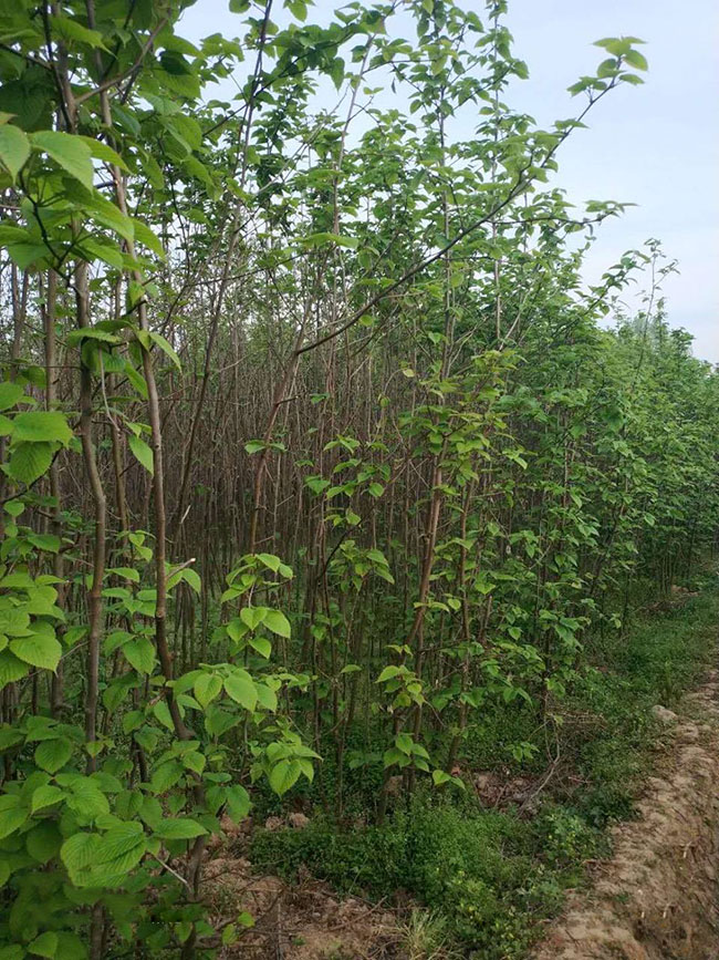 珙桐树苗价格行情，2019年最新珙桐苗基地批发报价