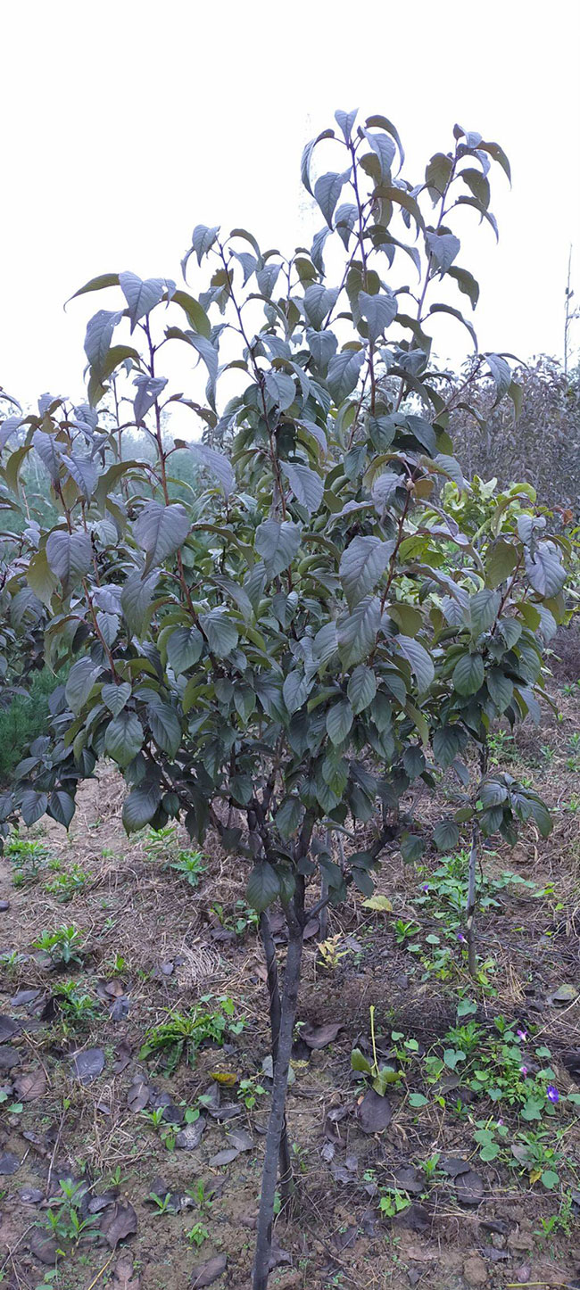 樱花树苗价格行情，2019年最新樱花树苗的基地批发报价