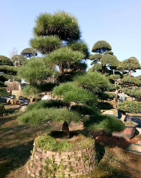 造型黑松
