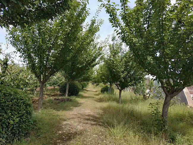 樱花树苗价格行情