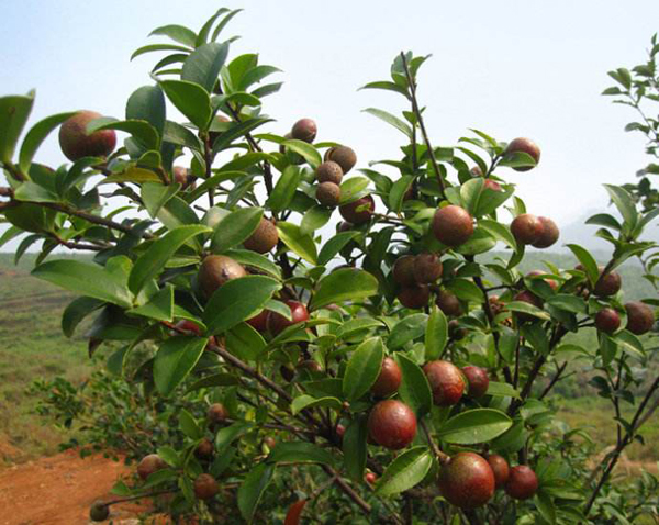 油茶树