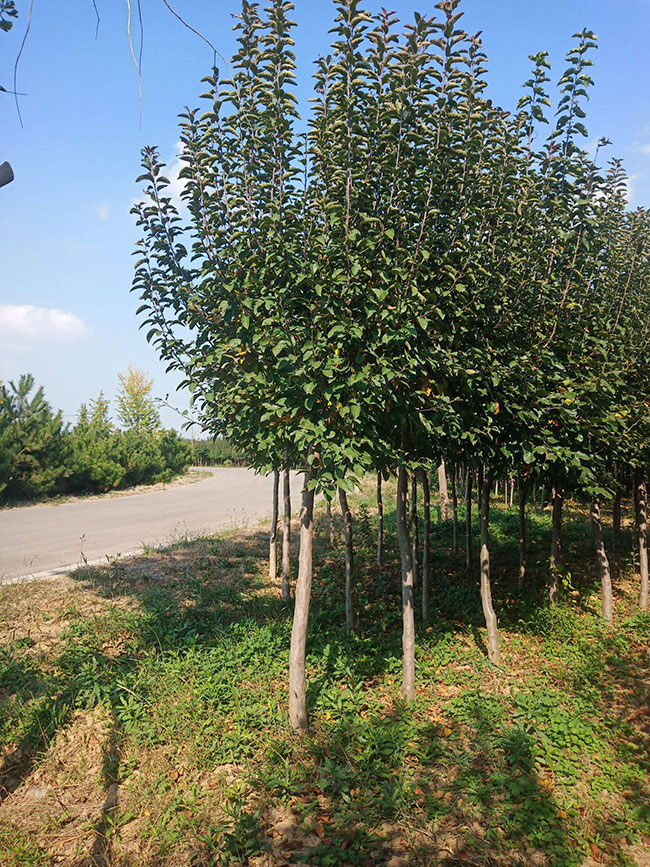 西府海棠小苗价格行情，2019年最新西府海棠小苗基地批发报价