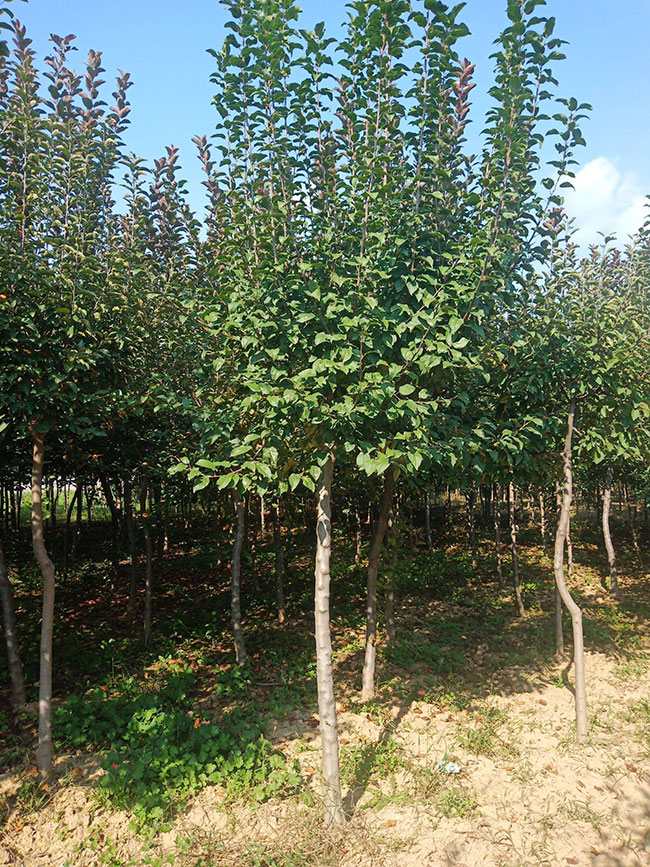 西府海棠小苗价格行情，2019年最新西府海棠小苗基地批发报价