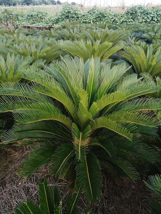 铁树苗价格行情，2019年最新铁苗基地批发报价