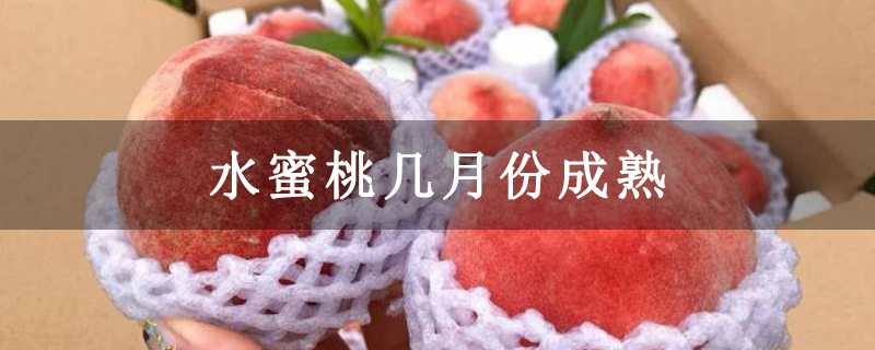 水蜜桃几月份成熟