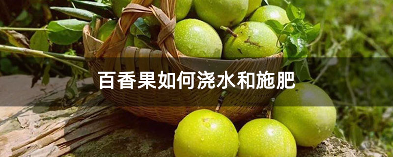 百香果如何浇水和施肥