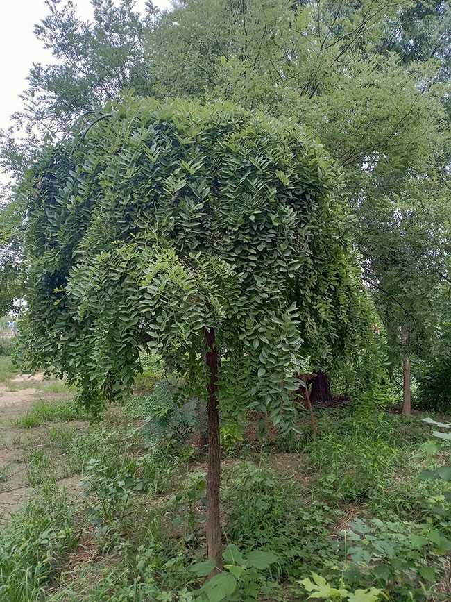 龙爪槐
