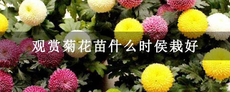 观赏菊花苗什么时侯栽好