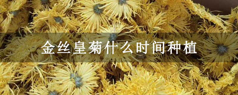 金丝皇菊什么时间种植