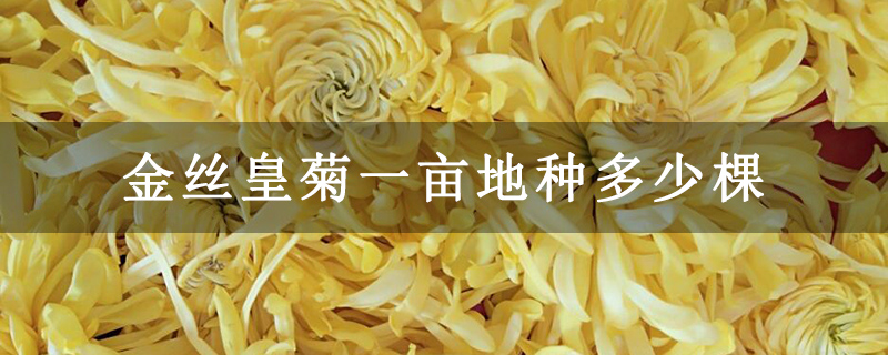 金丝皇菊一亩地种多少棵