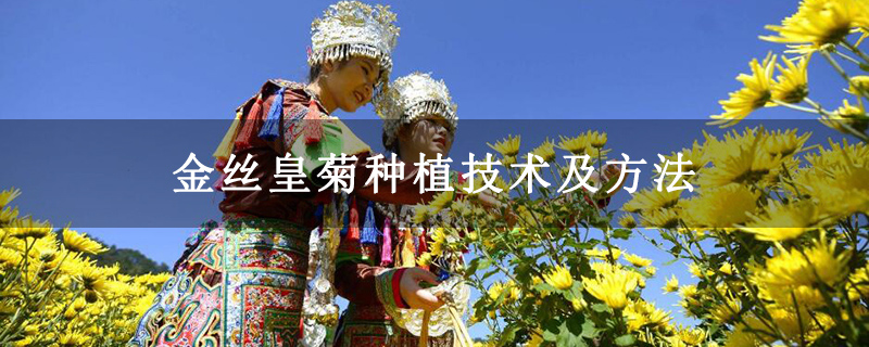 金丝皇菊种植技术及方法