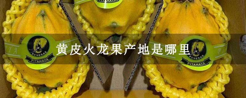 黄皮火龙果产地是哪里