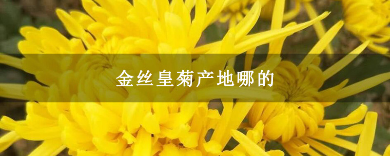 金丝皇菊产地哪的