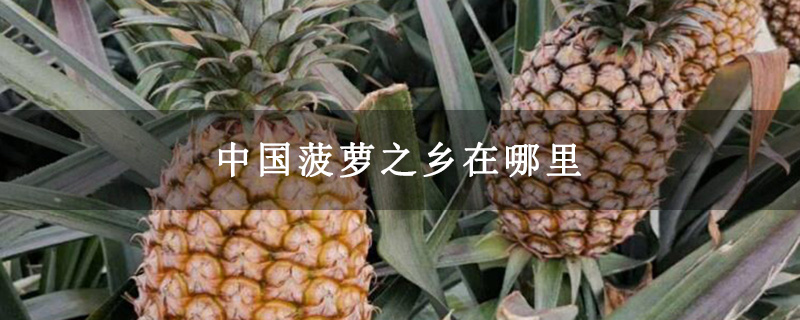 中国菠萝之乡在哪里