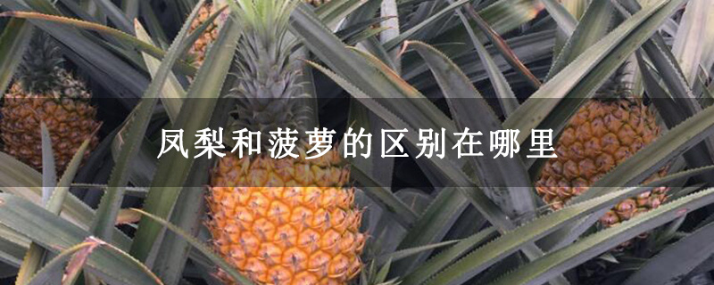 凤梨和菠萝的区别在哪里
