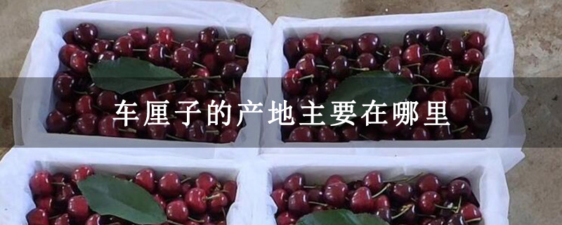 车厘子的产地主要在哪里