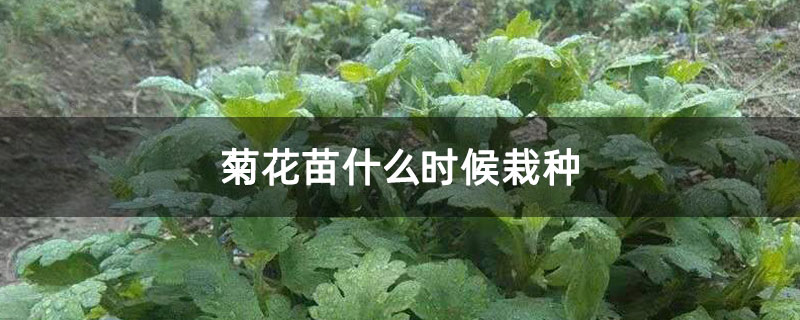 菊花苗什么时候栽种