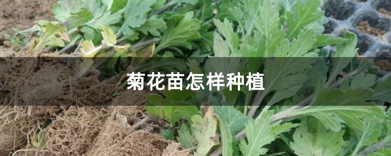 菊花苗怎样种植 菊花苗怎样种植