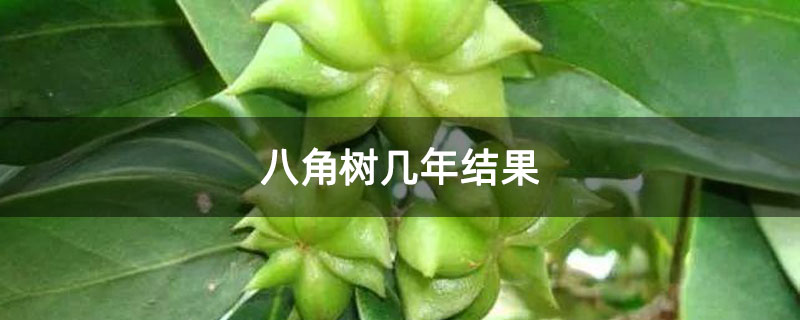 八角树几年结果