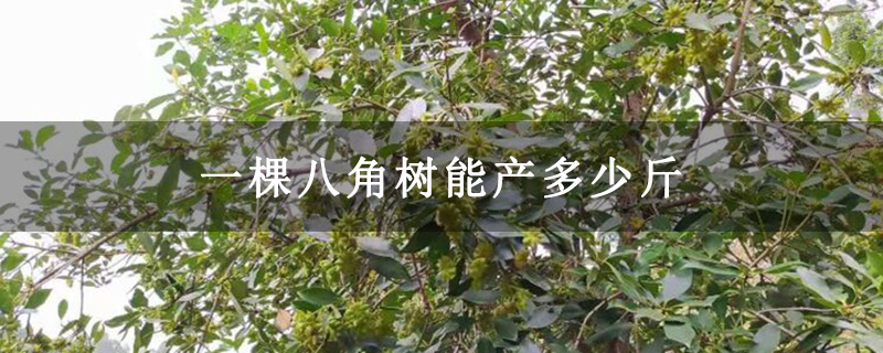 一棵八角树能产多少斤