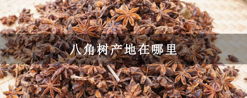 八角树产地在哪里