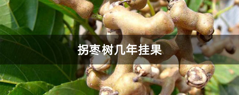 拐枣树几年挂果