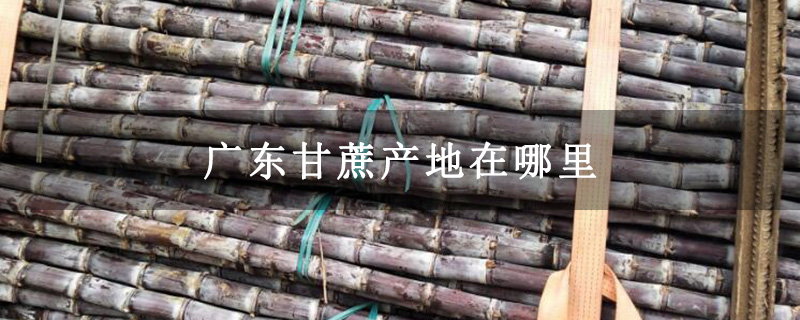 广东甘蔗产地在哪里