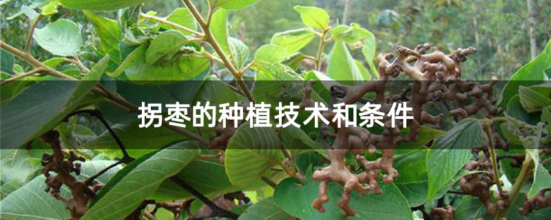 拐枣的种植技术和条件