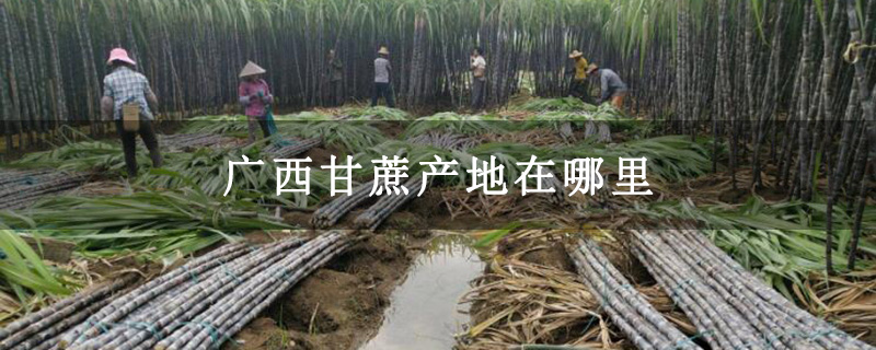 广西甘蔗产地在哪里