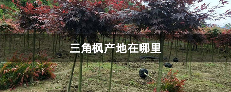 三角枫产地在哪里 三角枫产地在哪里