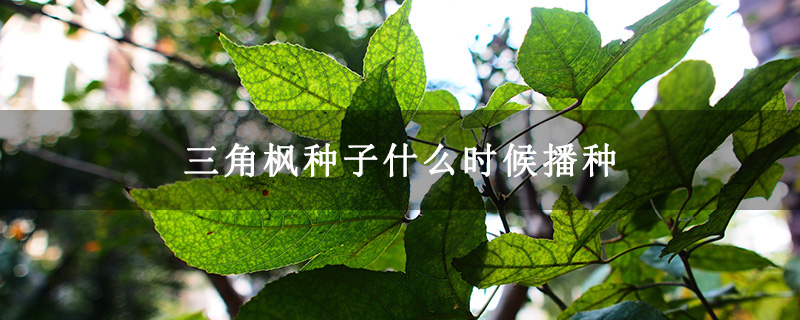 三角枫种子什么时候播种