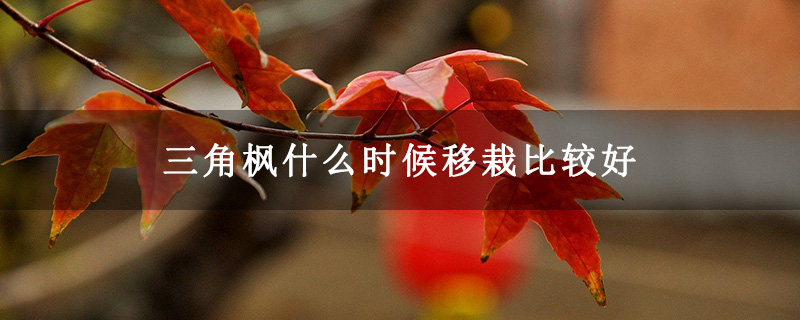 三角枫什么时候移栽比较好