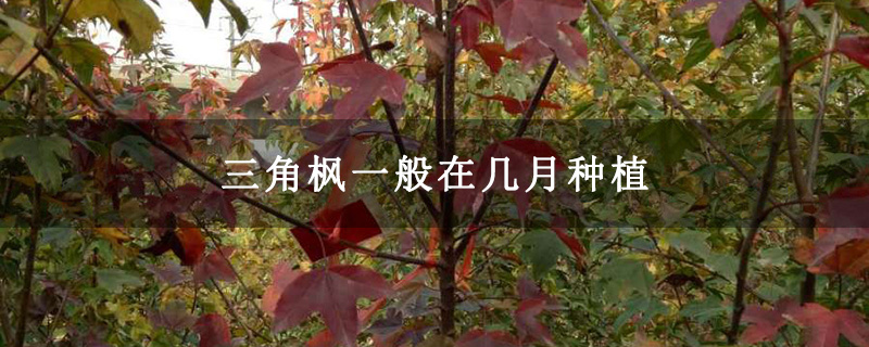 三角枫一般在几月种植